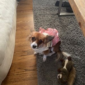 Meet your Posher, Dominick